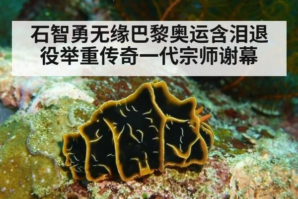 石智勇无缘巴黎奥运含泪退役举重传奇一代宗师谢幕